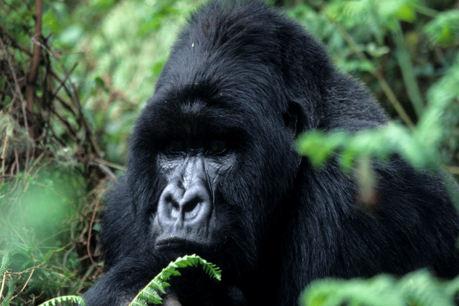 Uganda Ruwenzori &amp; Gorillas