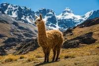 Bolivien Trekkingtour mit 4 wunderbaren 6000-er in der Cordillera Occidental und Cordillera Real, wie Acontago (6052 m), Huayna Potosi (6088 m), Illemani (6458 m) und Sajama, höchster Gipfel Boliviens (6542 m).