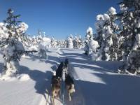 Hundeschlitten Touren Finnland