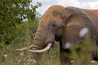 Kenia Safari - Tsavo Ost Nationaalpark