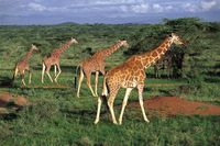 Kenia Safari - Amboseli Nationalpark
