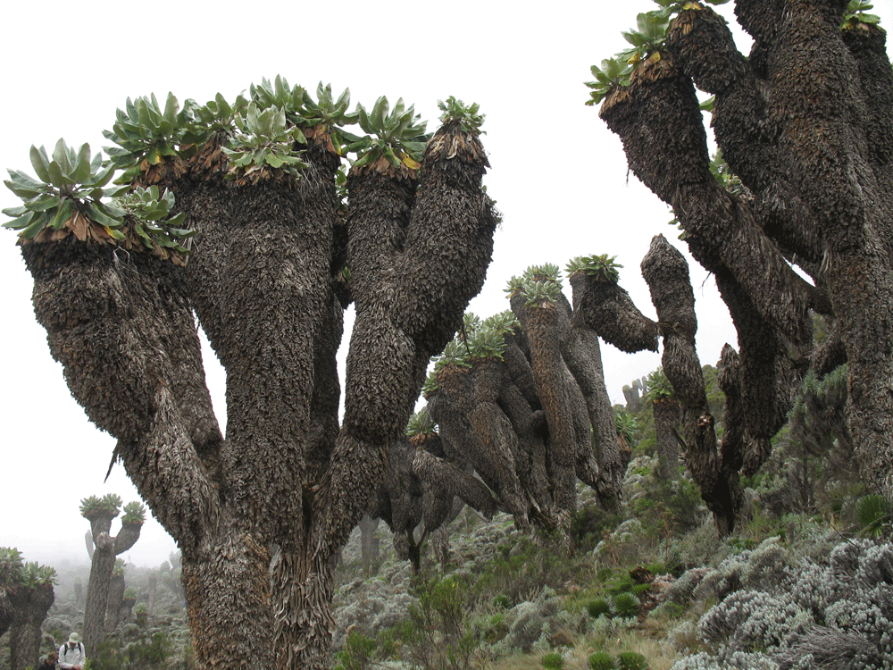Kilimanjaro Senecien Tansania