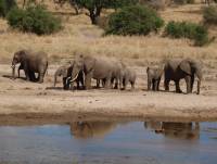 Elefanten im Tarangire Nationalpark