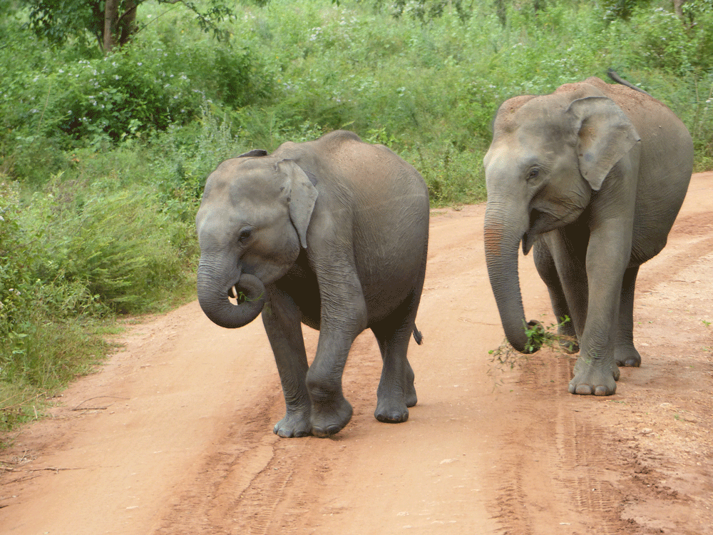 Elefanten Sri Lanka Udawala NP