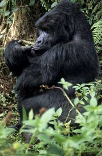 Berggorillas Uganda - massimo REISEN