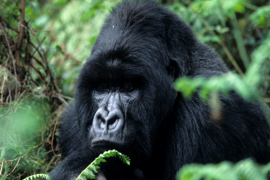 Silberrüken im Regenwald von Uganda