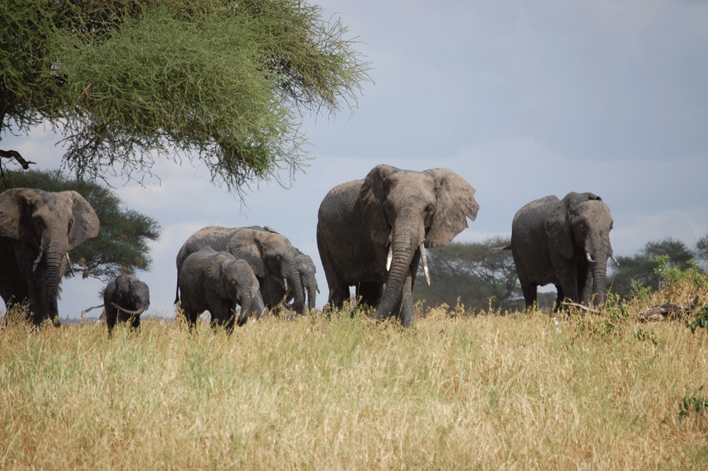 Tansania Safaris in den großen Safariparks wie Serengeti, Ngorongoro Krater, Tarangire und Lake Manyara! Erleben Sie die BIG 5!